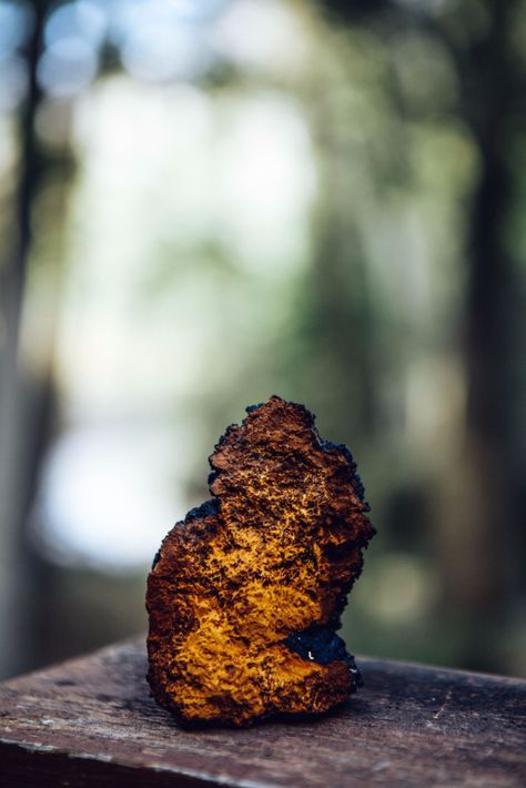 Chaga: The King of Mushrooms for Immunity, Anti-Aging & Energy