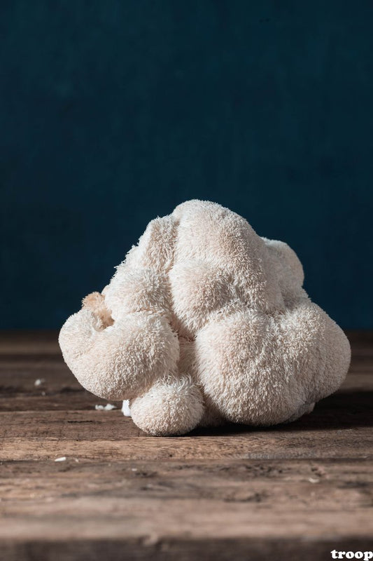 Lion’s Mane: The Brain-Boosting Mushroom for Focus, Memory & Mental Clarity
