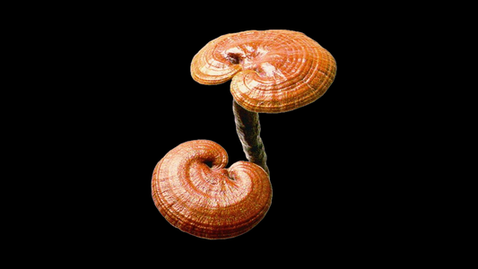 Reishi: The Mushroom of Immortality for Stress, Sleep & Longevity