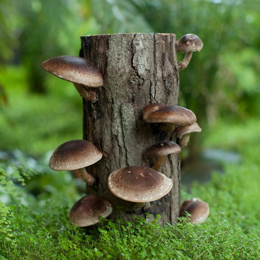 Shiitake: The Mushroom for Immunity, Heart Health & Longevity